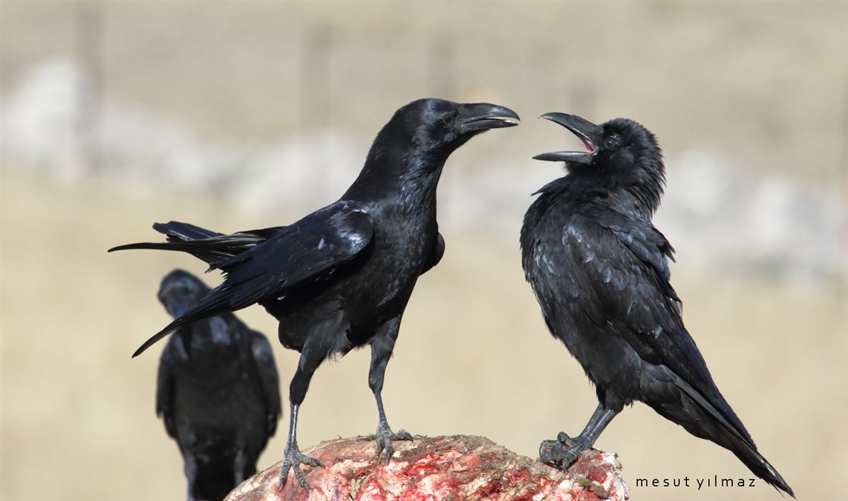 Northern Raven