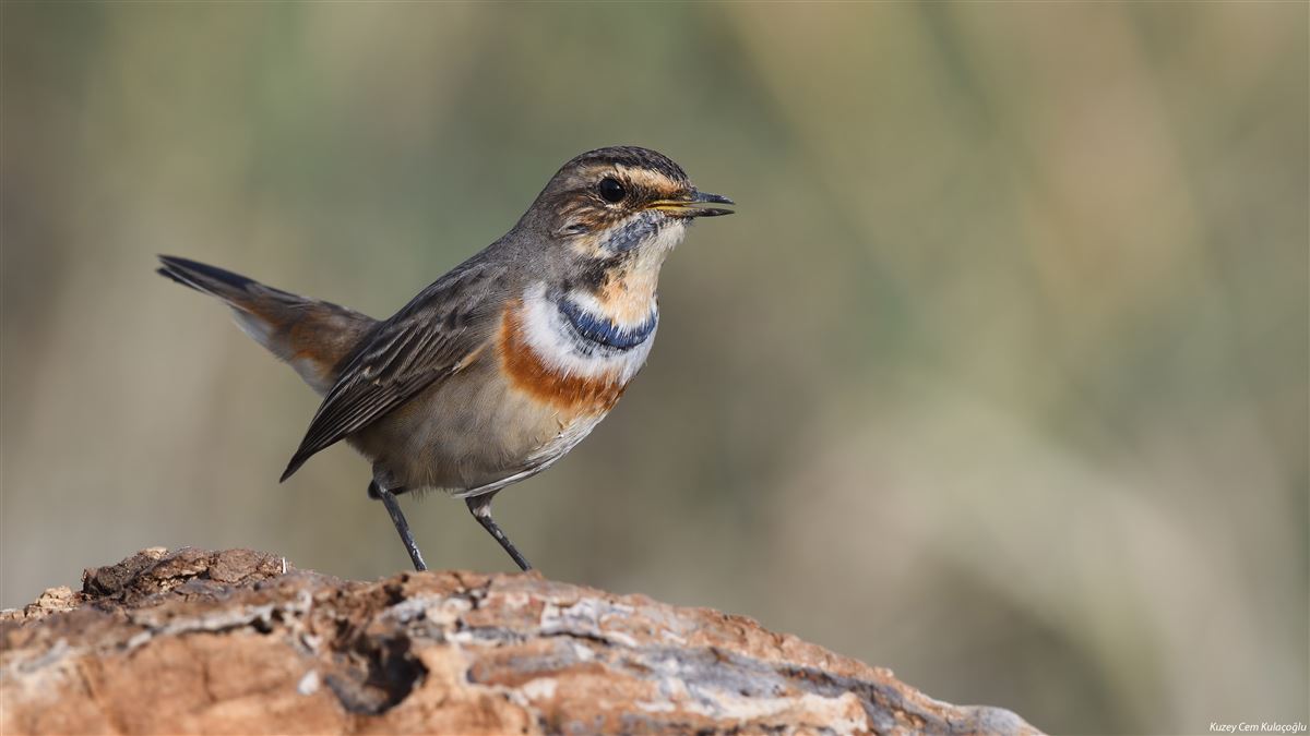 Bluethroat
