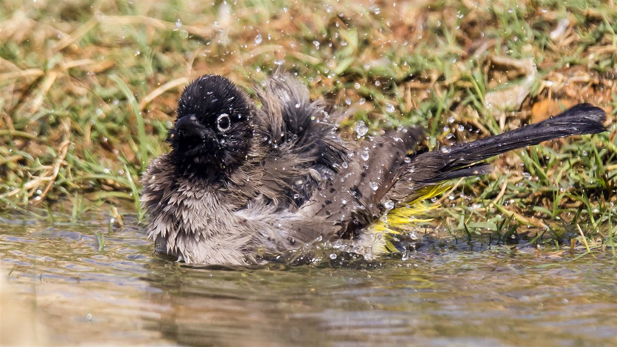 White-spectacled Bulbul
