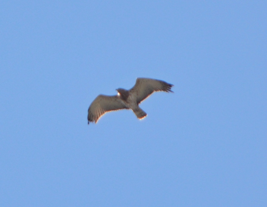 Short-toed Snake Eagle