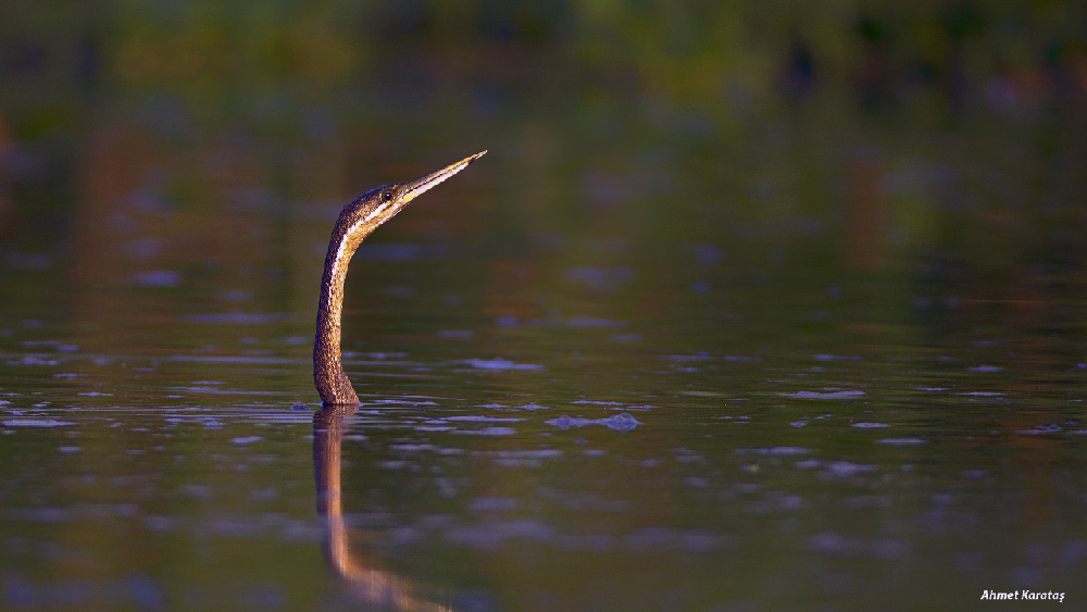 African Darter