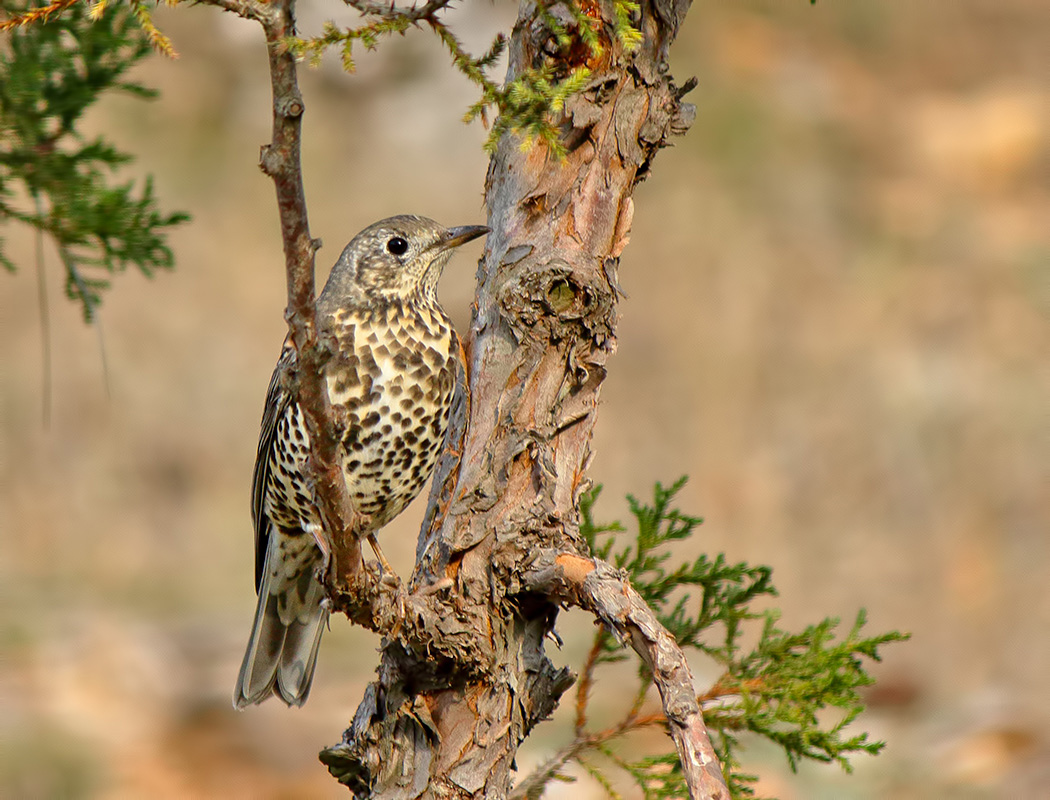 Mistle Thrush