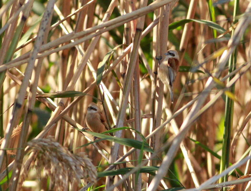 Eurasian Penduline Tit