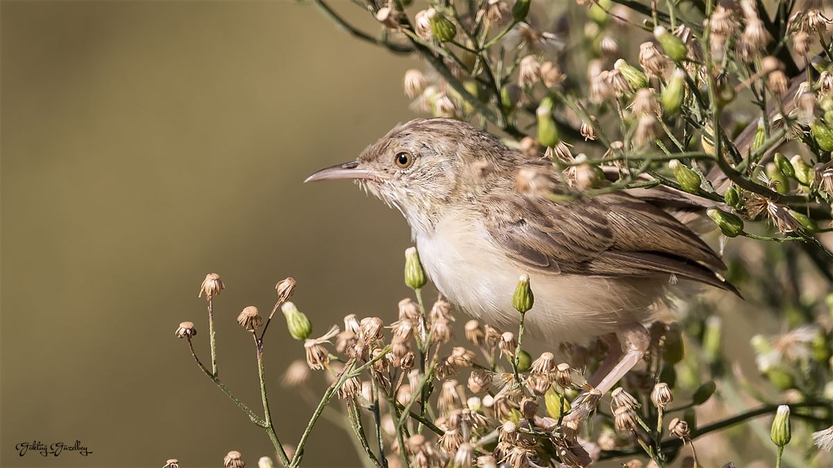 Delicate Prinia
