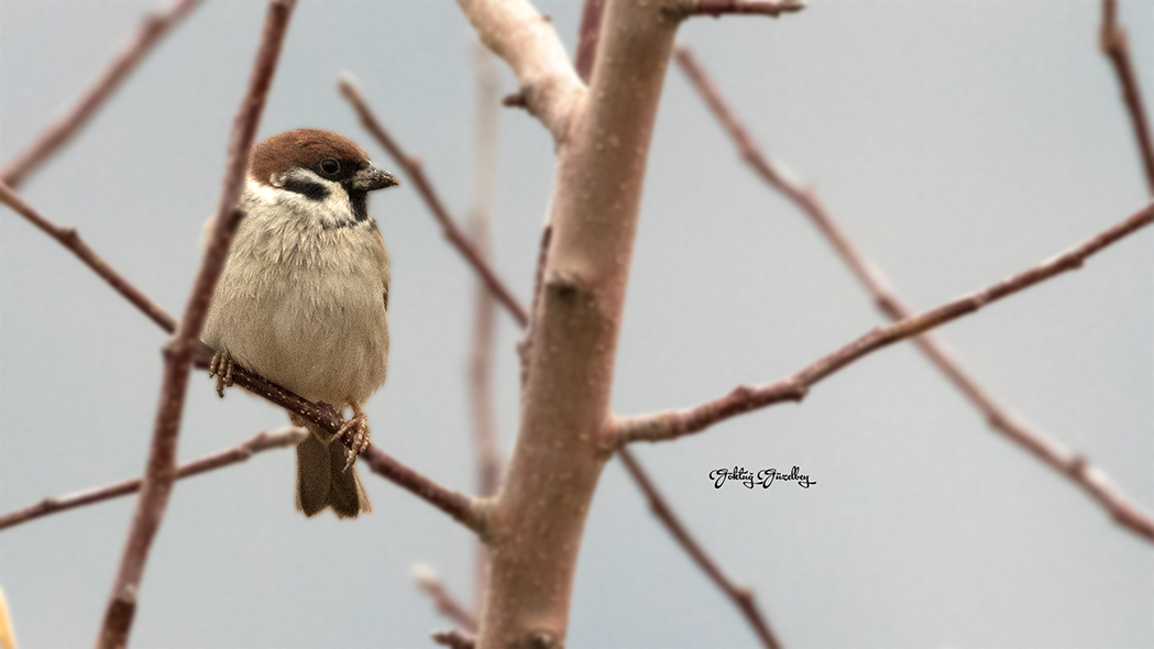 Eurasian Tree Sparrow