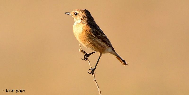 European Stonechat