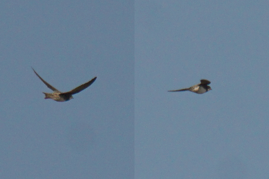 Alpine Swift