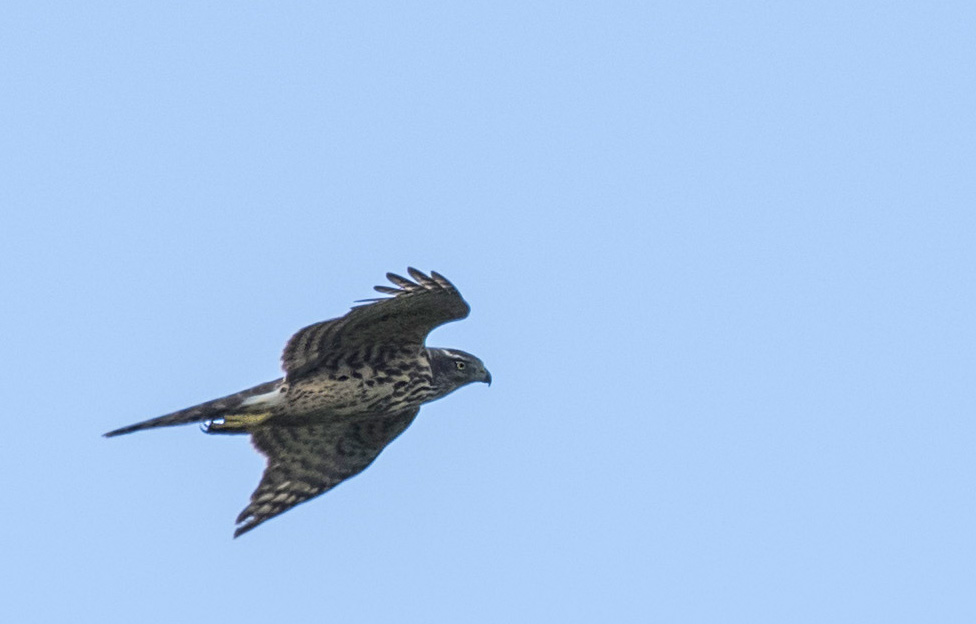 Eurasian Goshawk