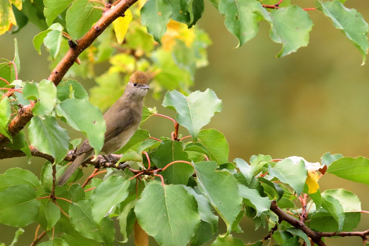 Eurasian Blackcap