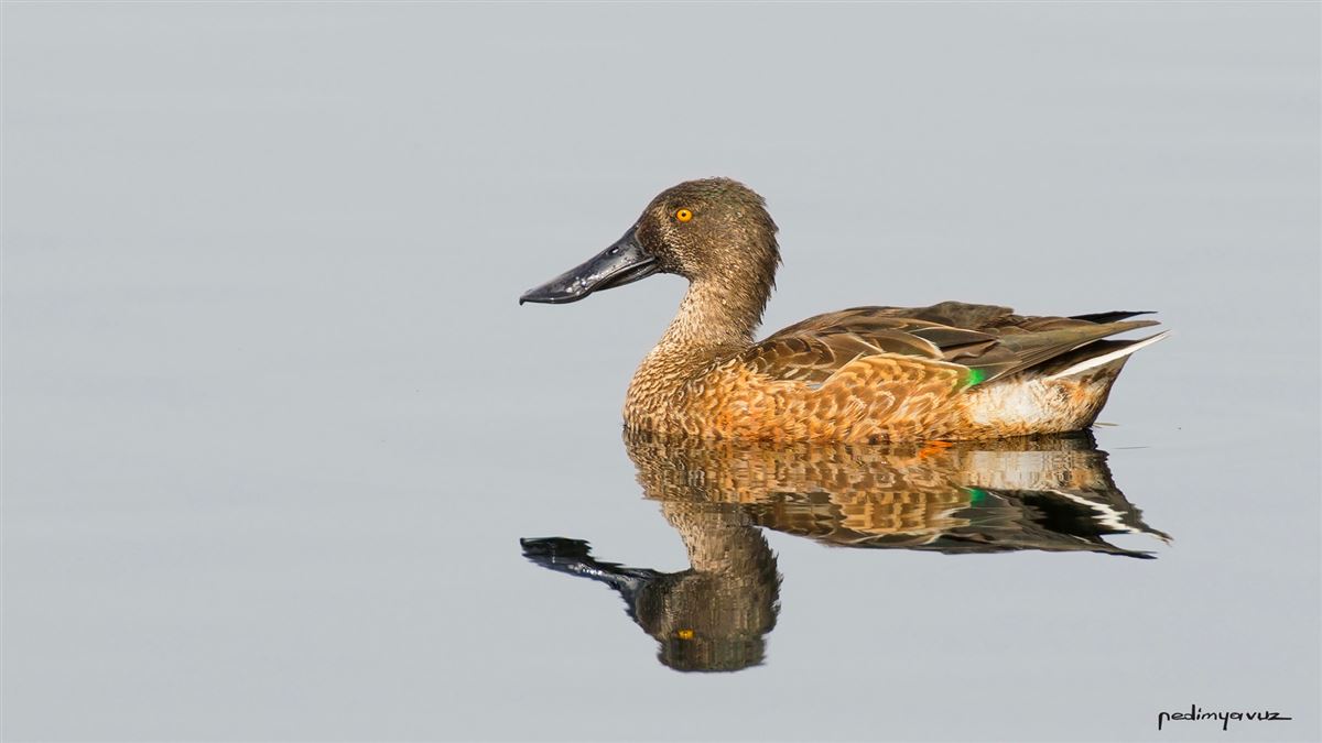 Northern Shoveler