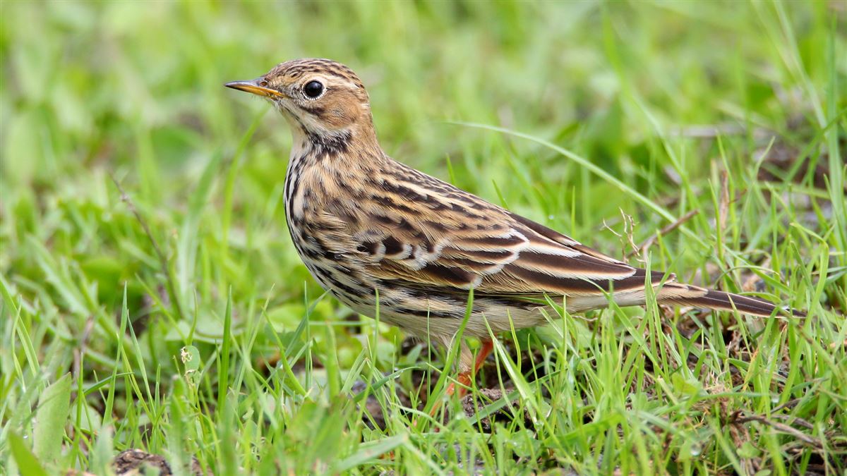 Red-throated Pipit