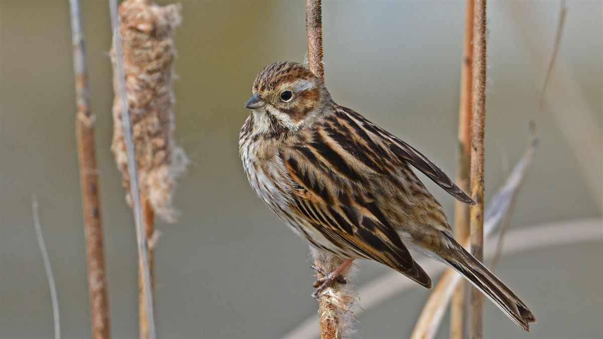 Common Reed Bunting