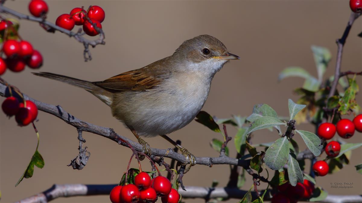 Common Whitethroat