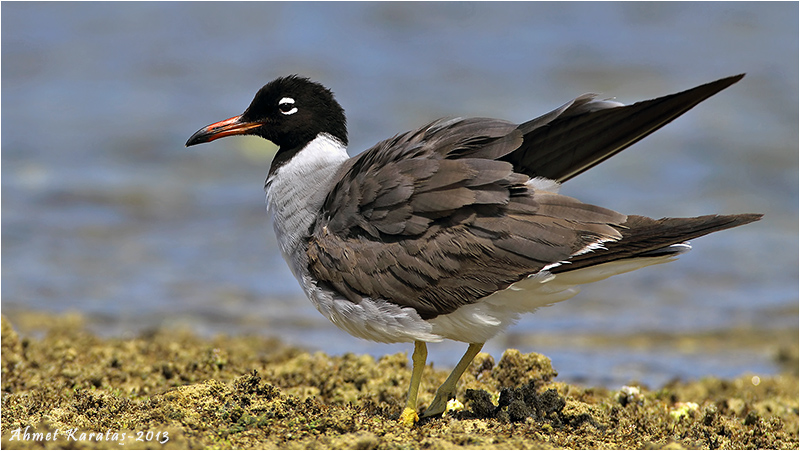 White-eyed Gull