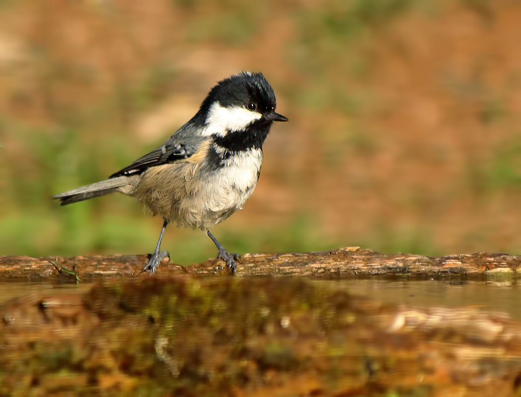 Coal Tit
