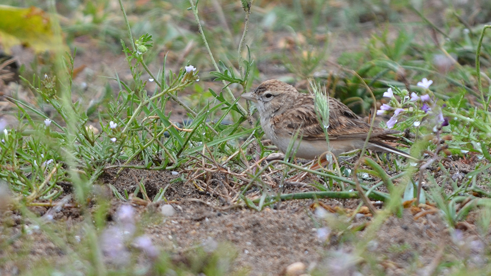 Greater Short-toed Lark