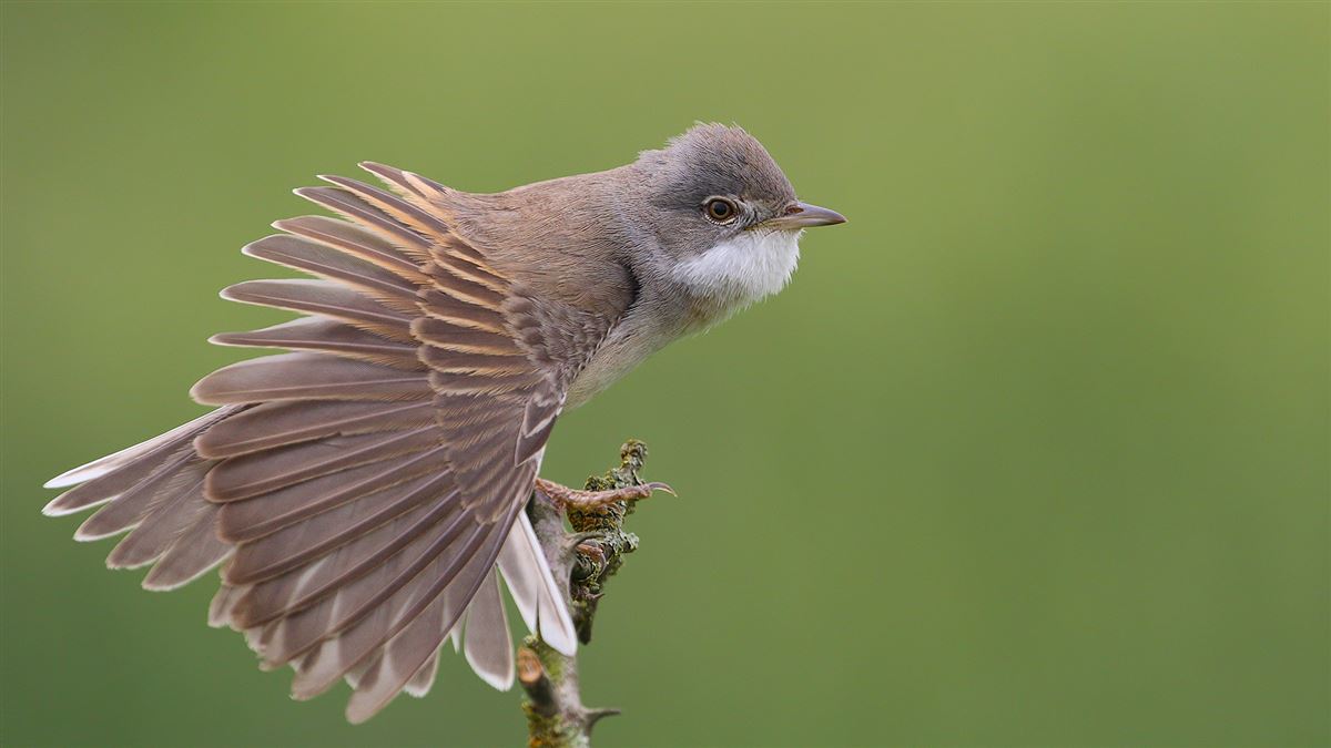 Common Whitethroat
