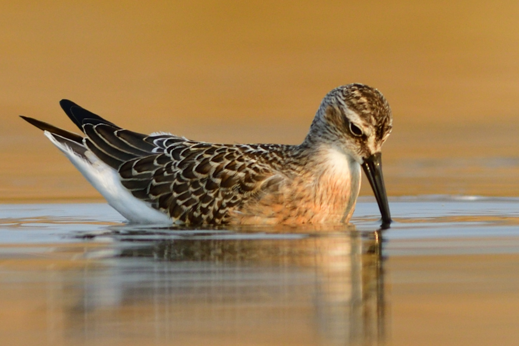 Curlew Sandpiper