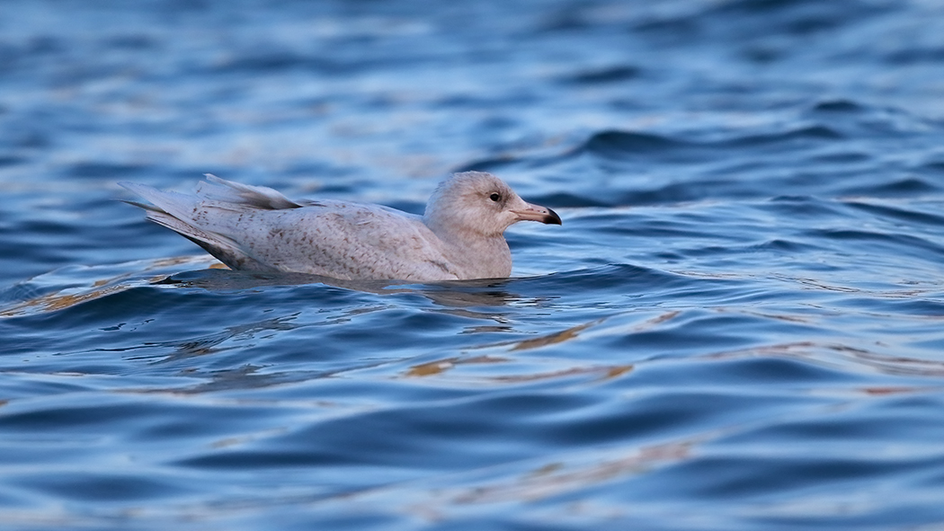 Glaucous Gull