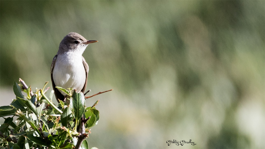 Eastern Olivaceous Warbler