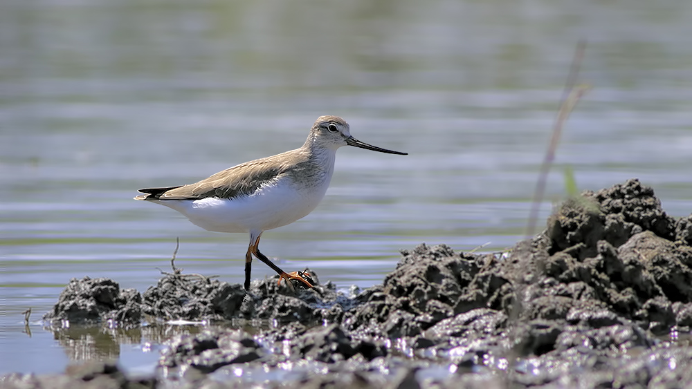 Terek Sandpiper