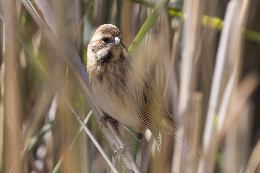 Common Reed Bunting