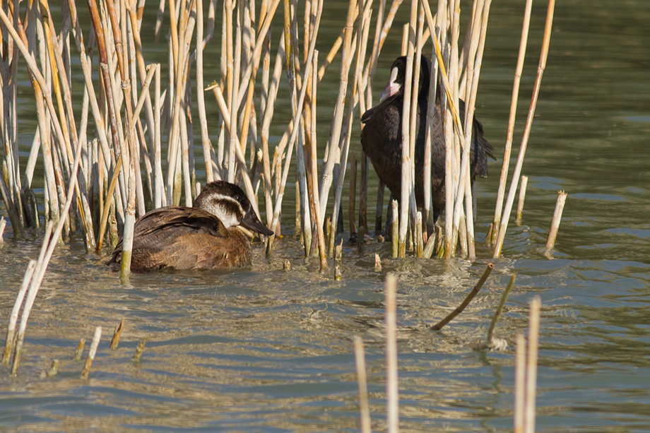 White-headed Duck