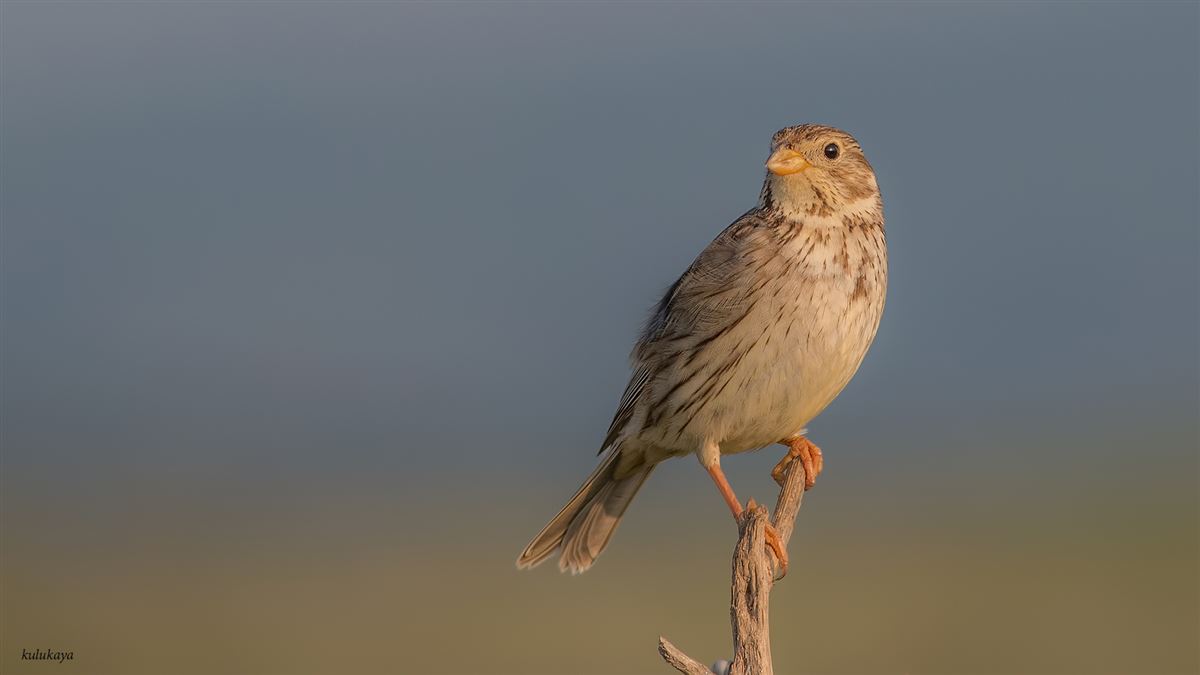 Corn Bunting