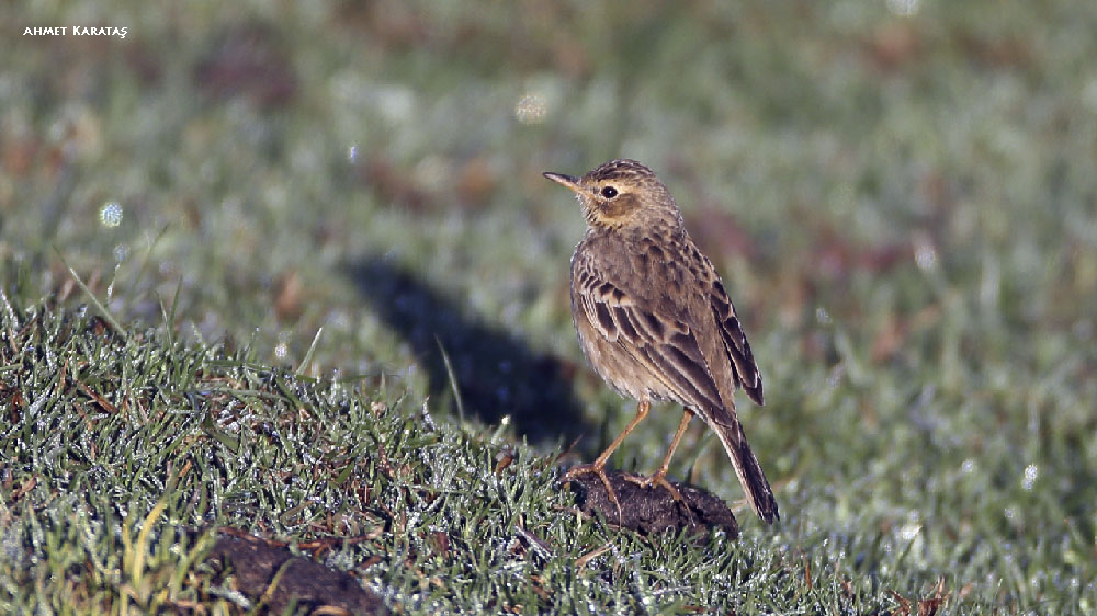 Blyth`s Pipit