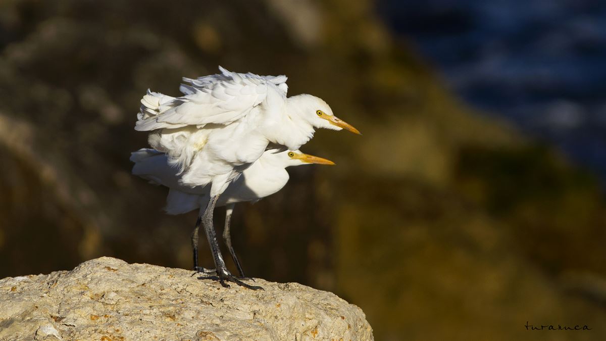 Western Cattle Egret