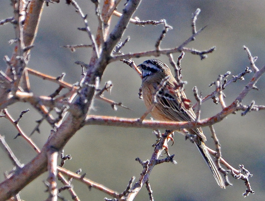 Rock Bunting