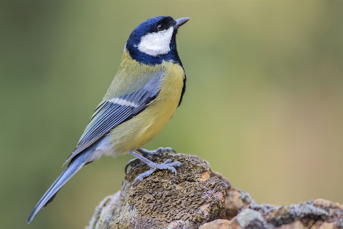 Great Tit