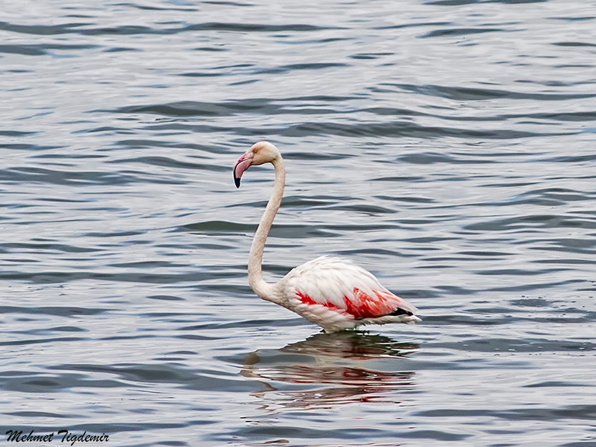 Greater Flamingo