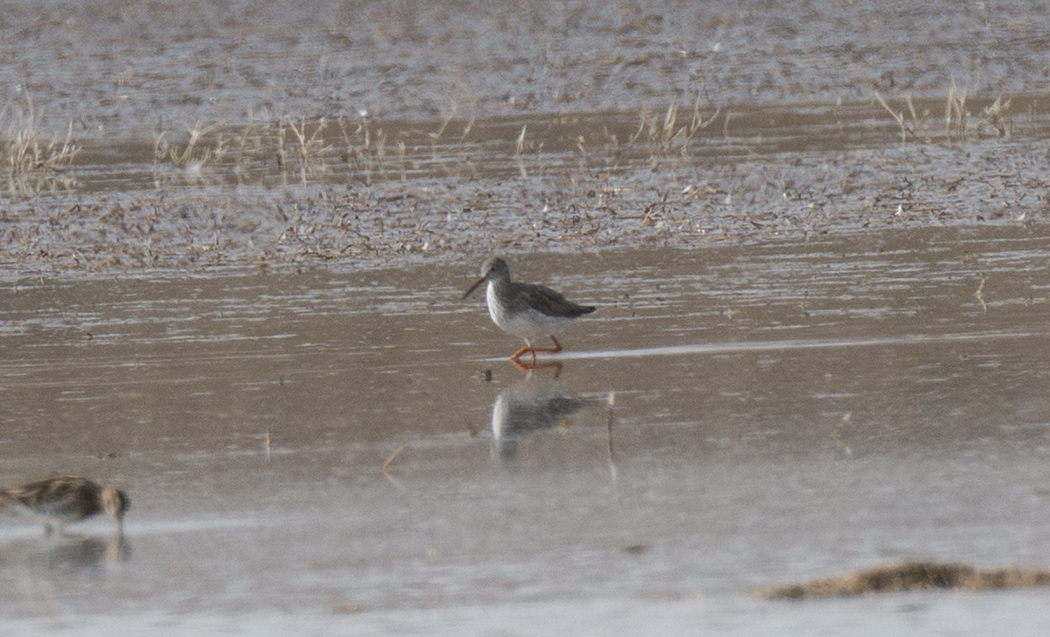 Common Redshank