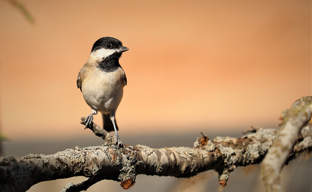 Sombre Tit