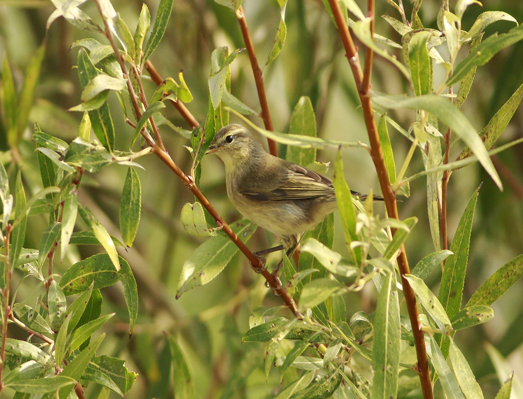 Willow Warbler