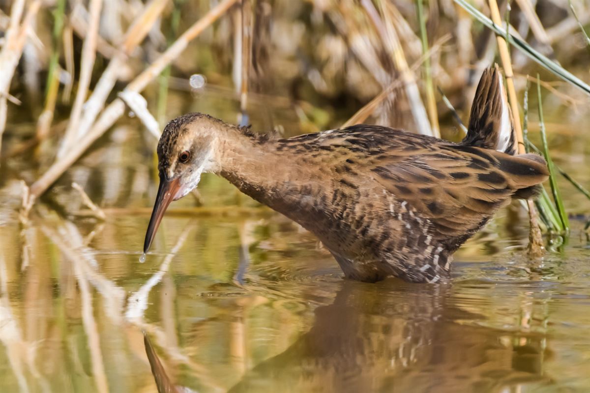 Water Rail