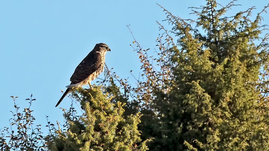 Eurasian Goshawk