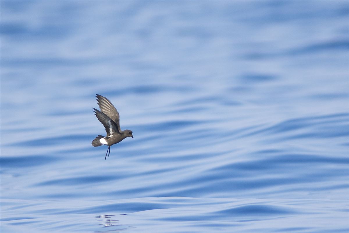 European Storm Petrel