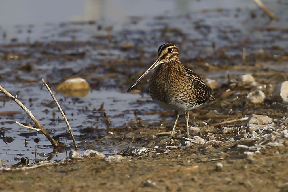 Common Snipe