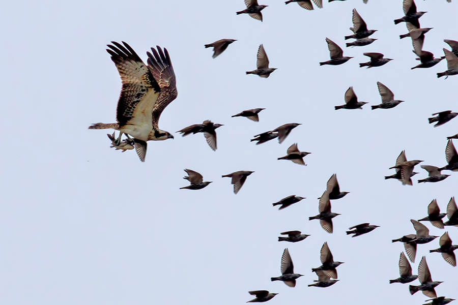 Osprey