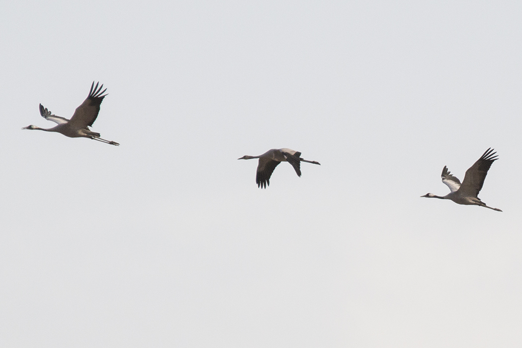Common Crane