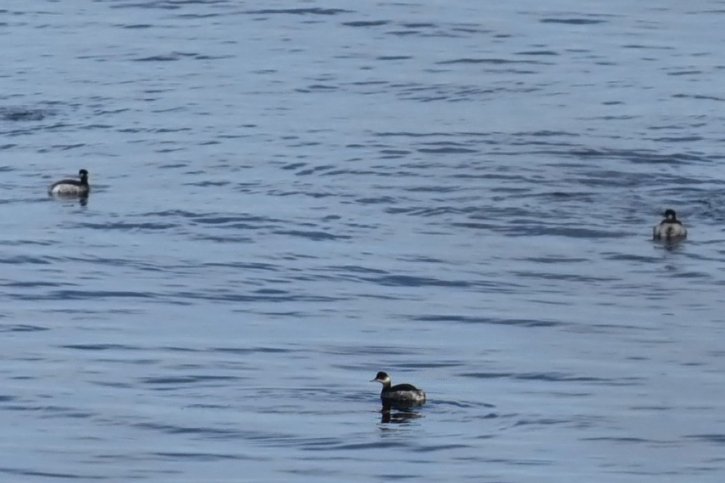 Black-necked Grebe