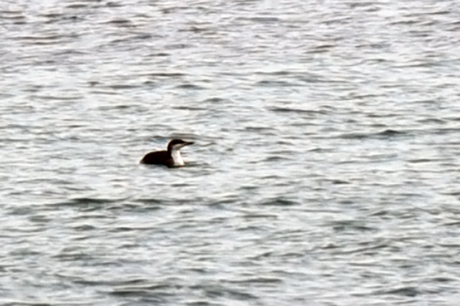 Black-throated Loon