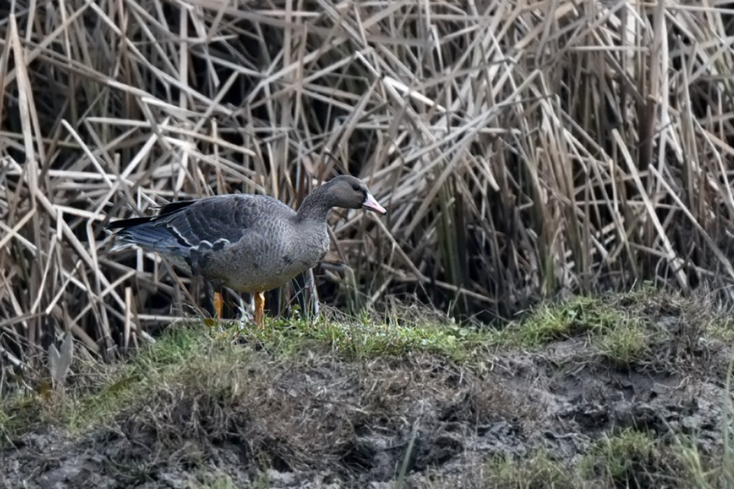 Greater White-fronted Goose