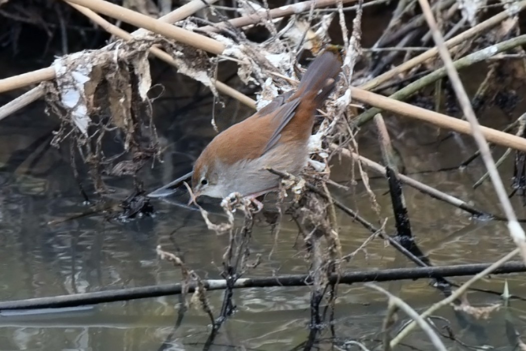 Cetti`s Warbler