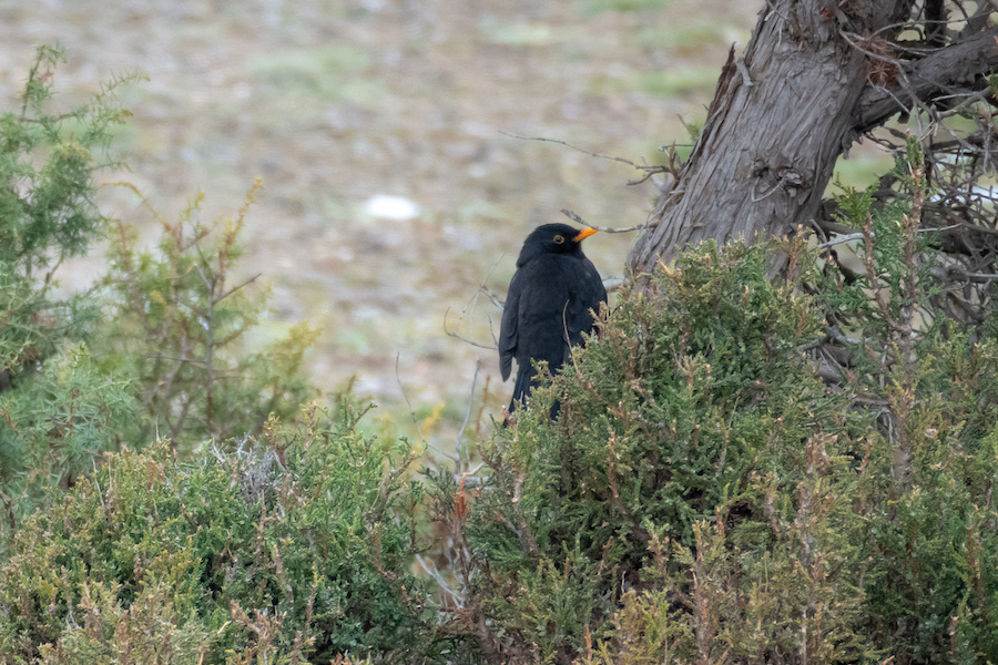 Common Blackbird