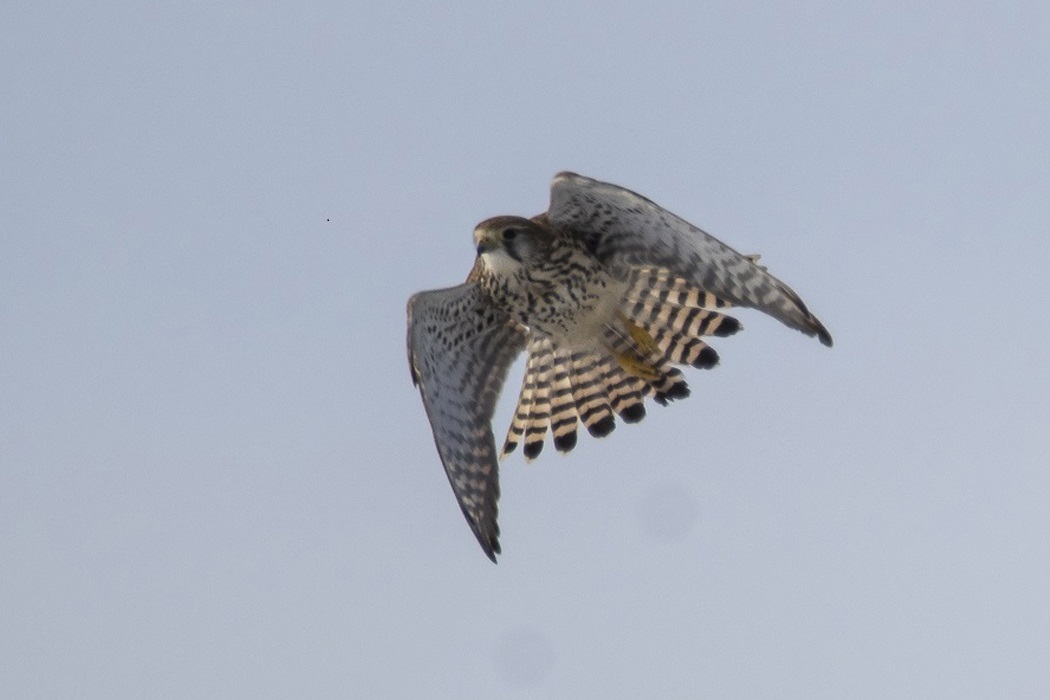 Lanner Falcon