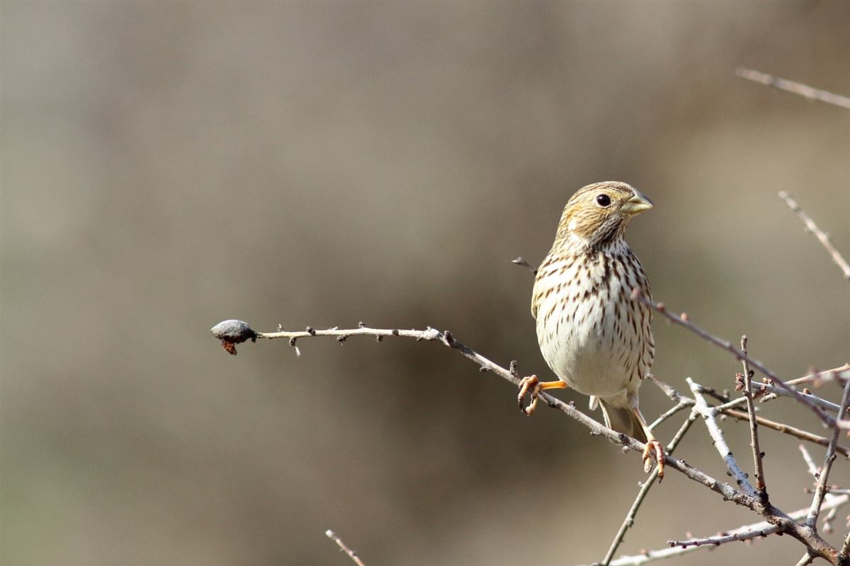 Corn Bunting