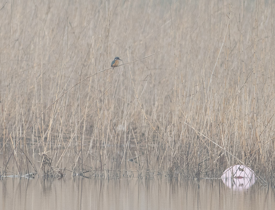 Common Kingfisher